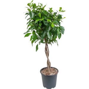 Фикус микрокарпа "Нитида переплет" 21x90 см 82850360 STLM-2090188