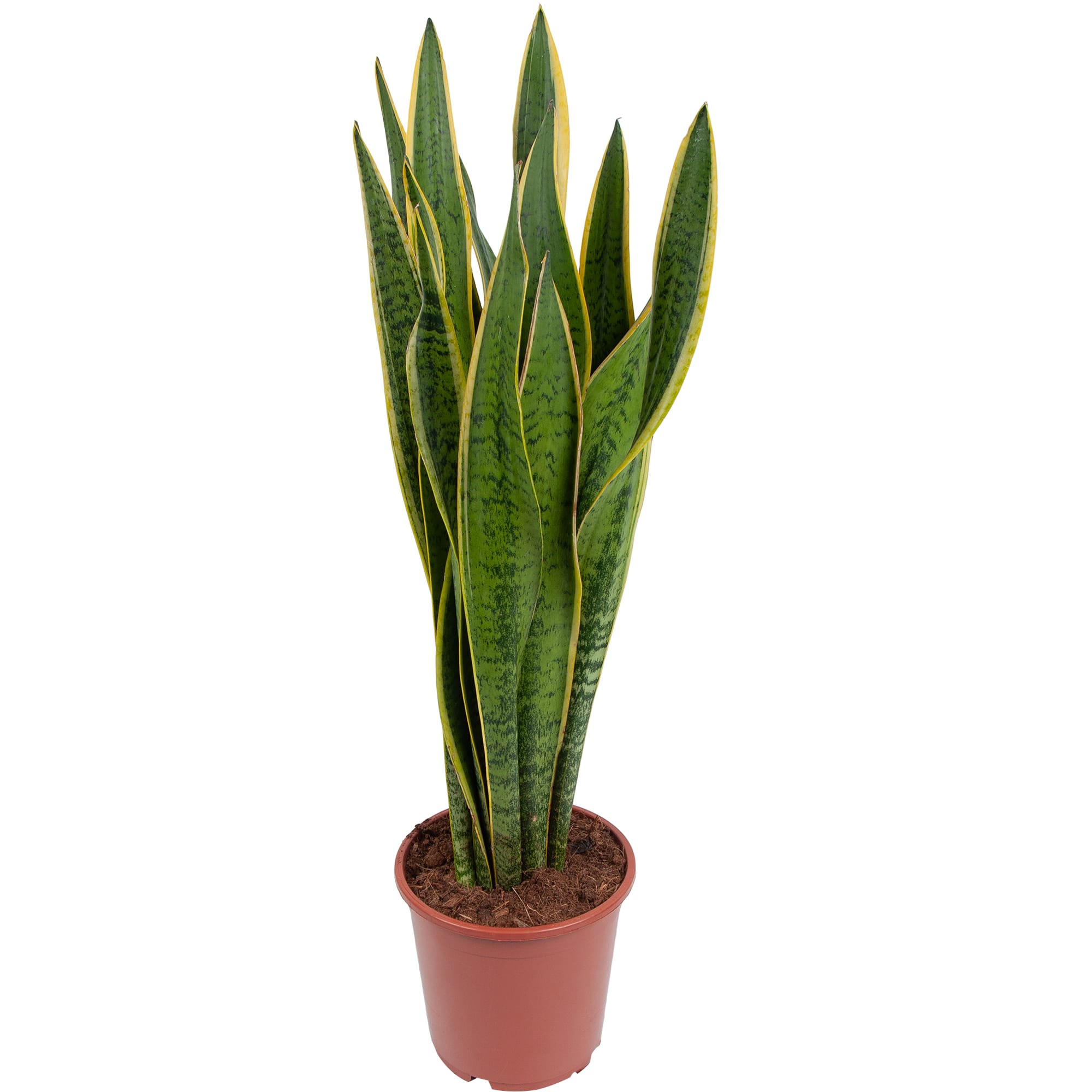 82850386 Сансевиерия "Лауренти" 21х80 см Santreyd 