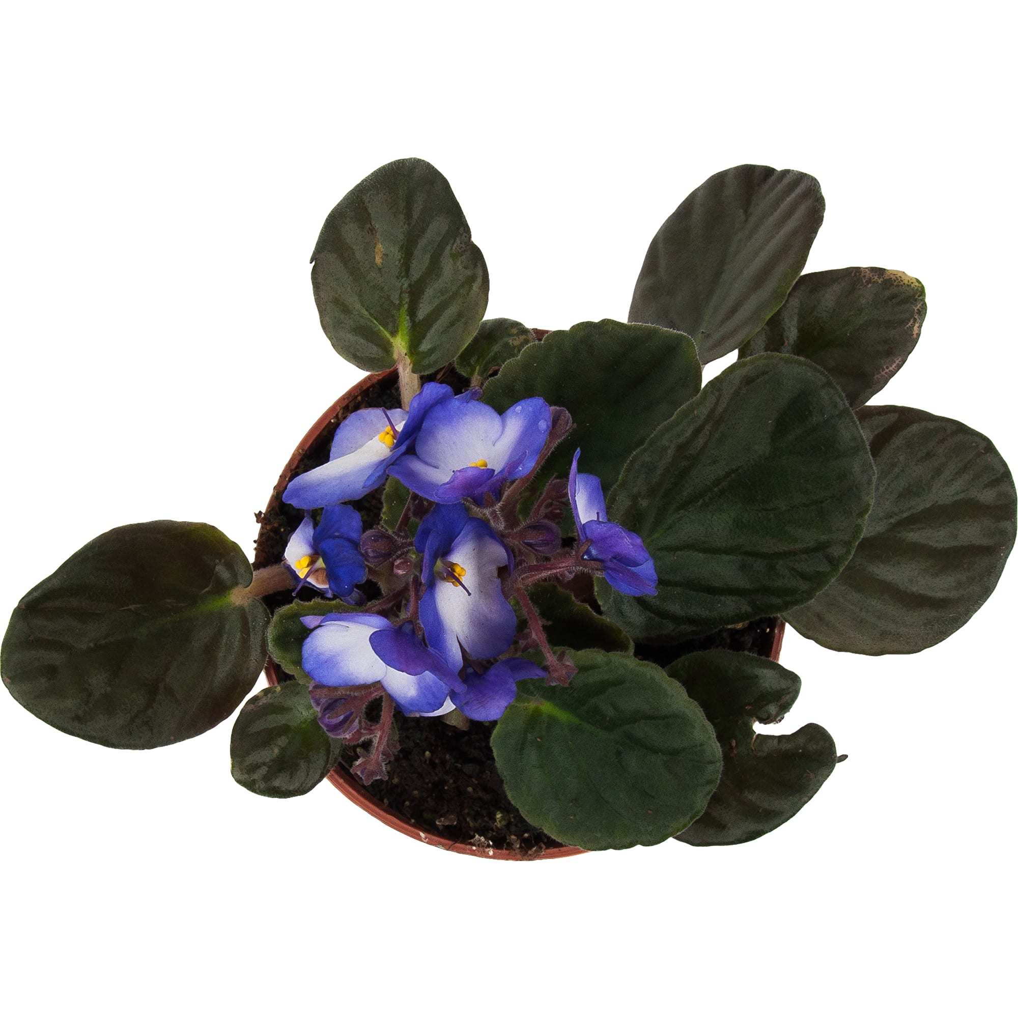 84450716 Фиалка Крем де ля крем микс ø12 h25 см Santreyd  - Вид №1