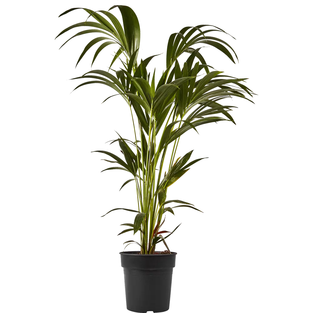 Santreyd Дипсис Декари - пальма с треугольной кроной для интерьера 87819621 STLM-0075866