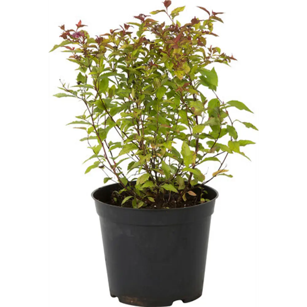 Спирея японская Файерлайт ø9 h15 см 84829059 STLM-2060335 PLANTMARKET 