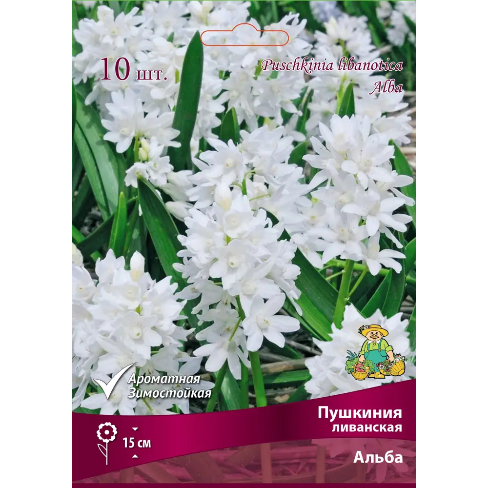 ПОИСК Пушкиния ливанская Альба - белоснежные луковицы для сада 89381406 STLM-1565737 - Вид №1