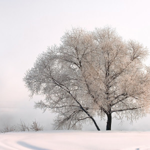 1885/CX38 Картина 0991 Adriani e Rossi