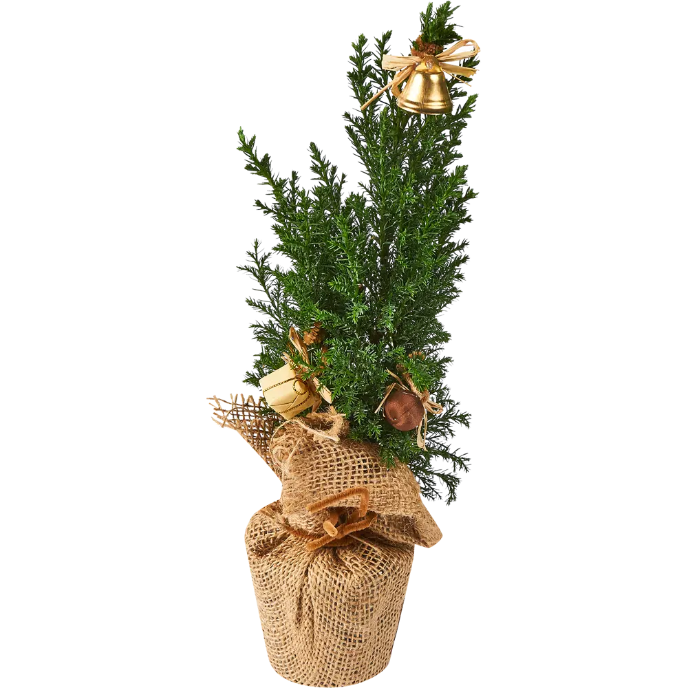 Кипарисовик Элвуди PTK113 ø9 h32-35 см Santreyd STLM-2085700 - Вид №1