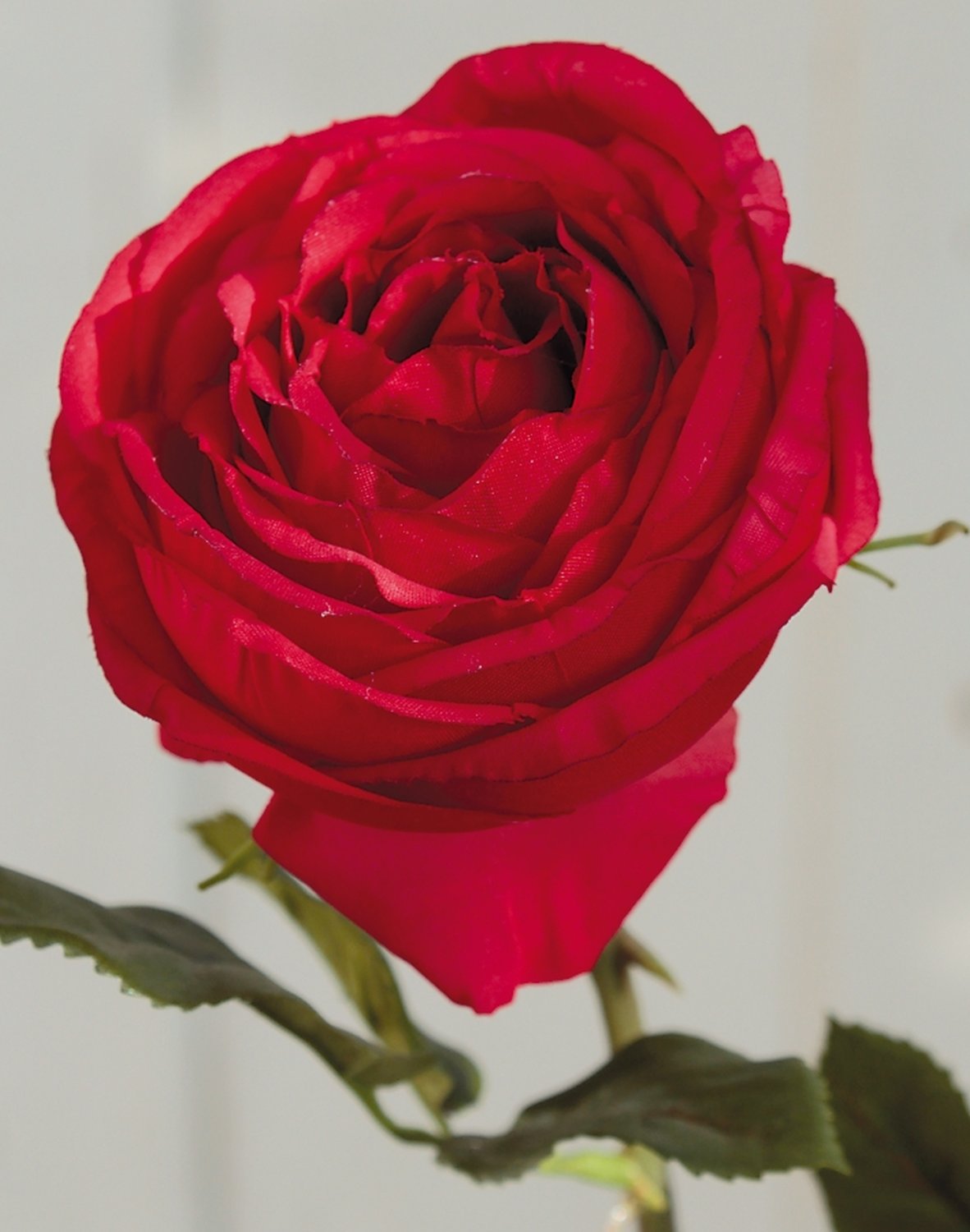 3184 444 a3 Искусственная роза, 2 цветка, 77 см, красная H-andreas 