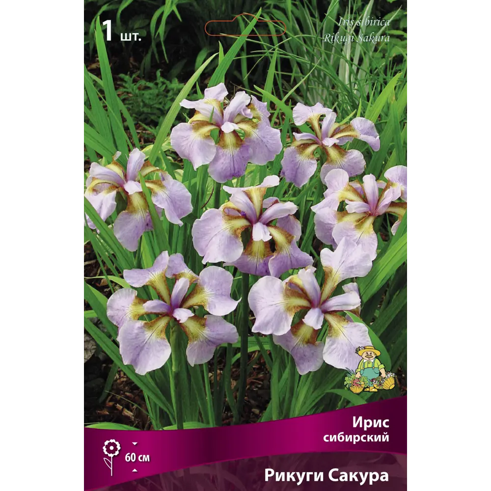 Ирис сибирский Рикуги Сакура, 88659082 STLM-2066165 ПОИСК 