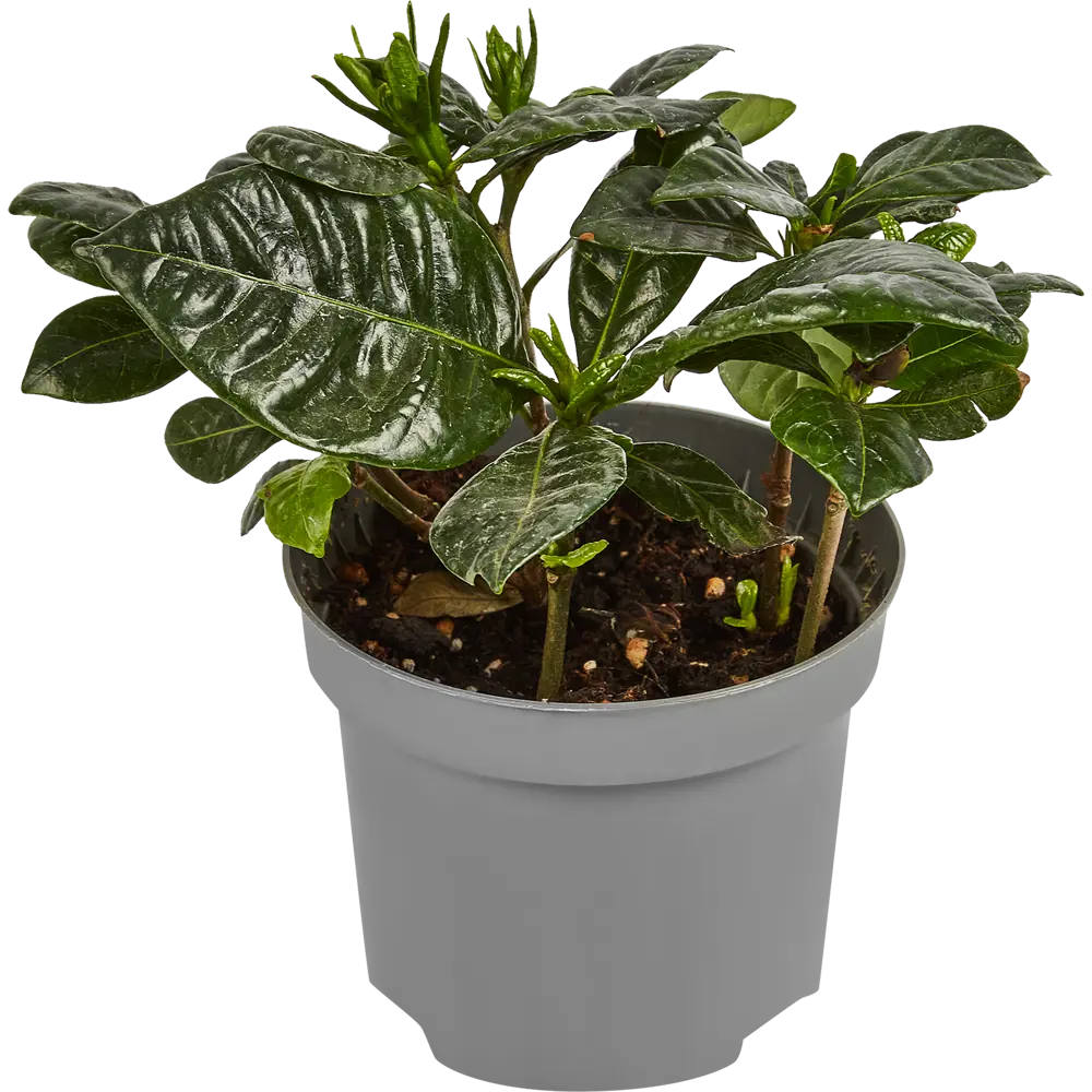 Гардения жасминовидная Santreyd - комнатное растение с ароматом жасмина 86750234