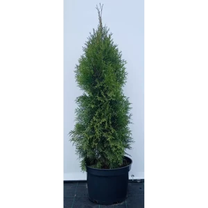 Туя западная Смарагд ø28 см h100-120 см 85088224 STLM-2203044