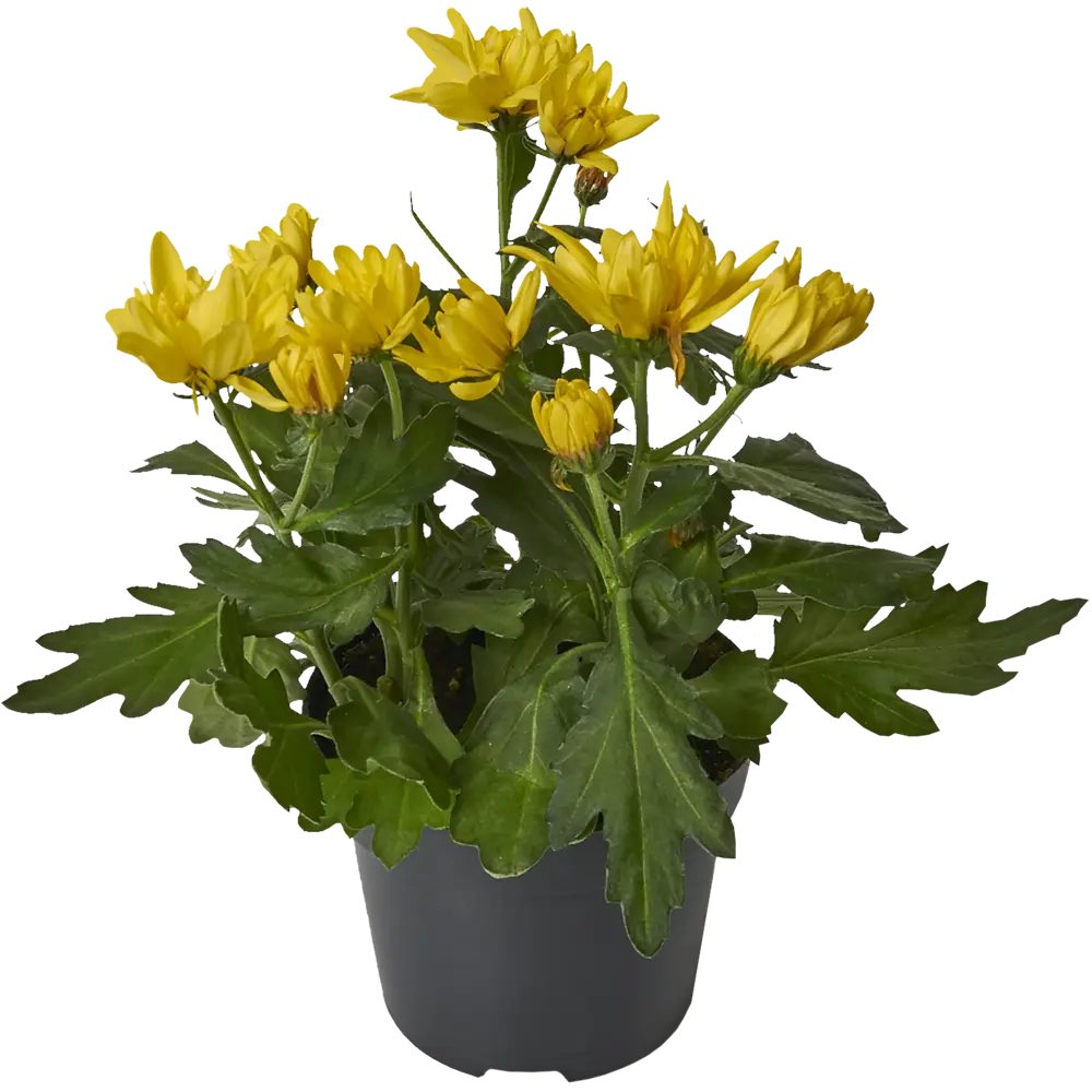 Хризантема Биколор микс 12x25 см 82399755 STLM-2104823 Santreyd 