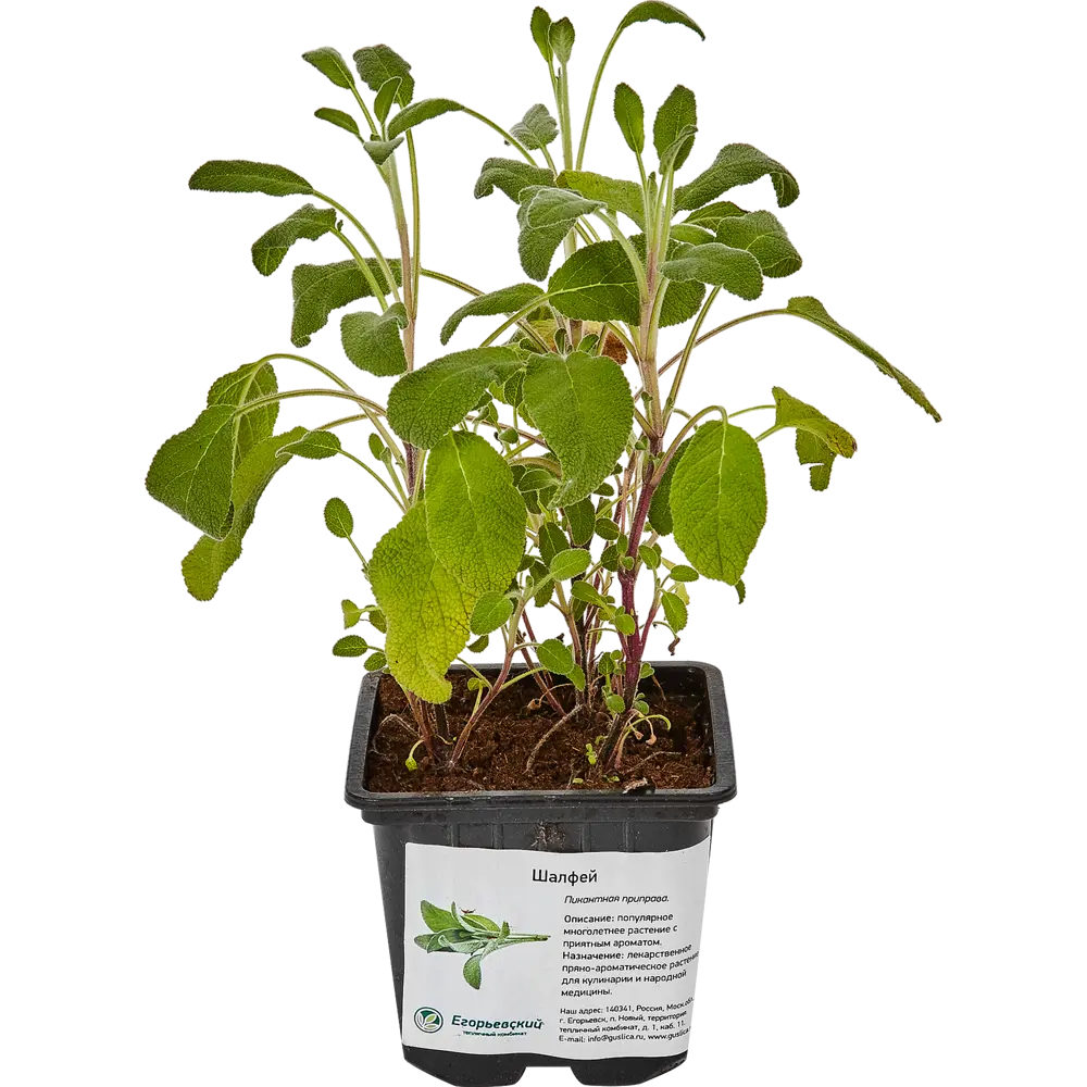 Шалфей 9x10 см Santreyd STLM-2082472 - Вид №2