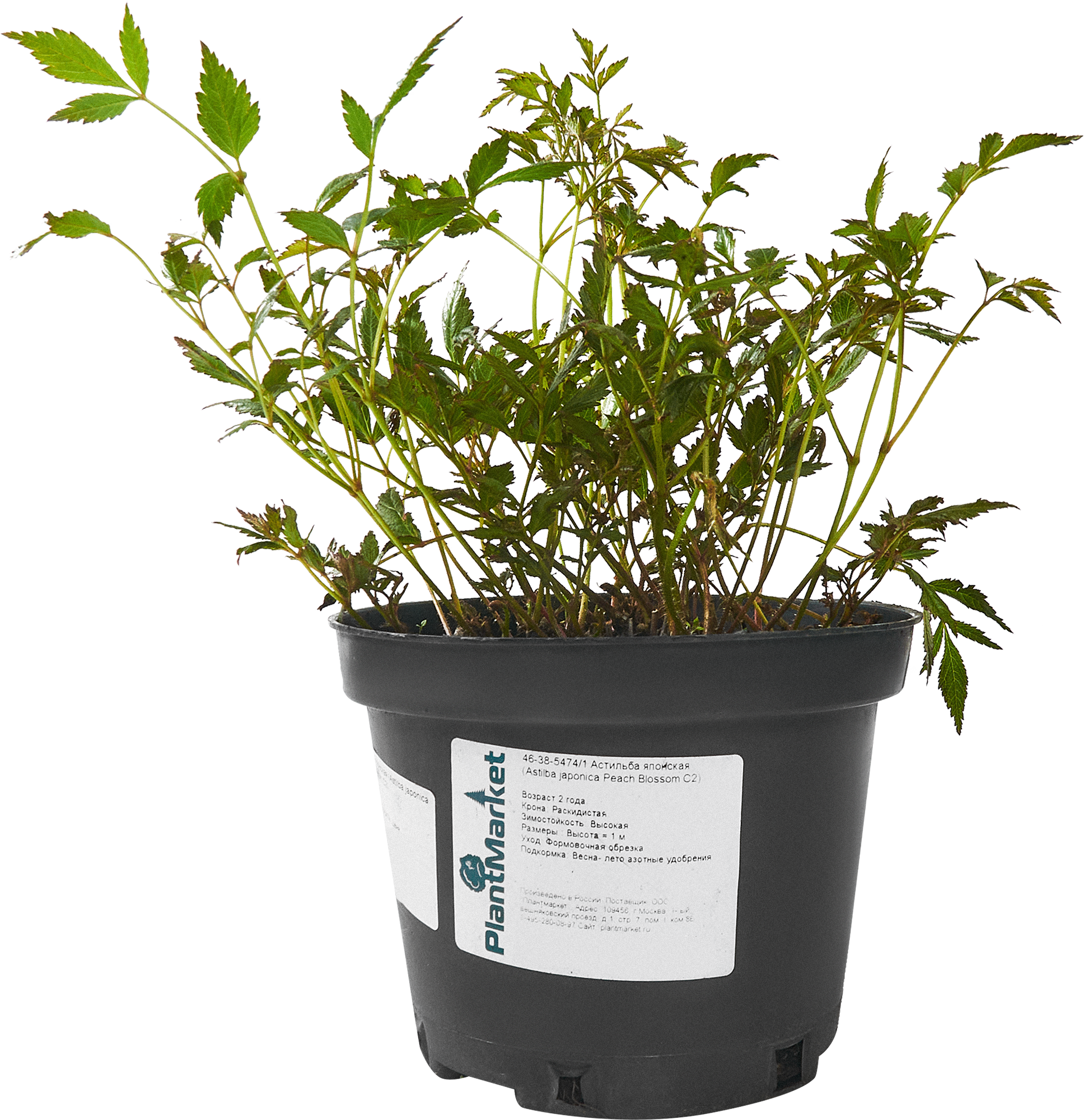 84406449 Астильба японская Пич Блоссом C2 ø15 h30 см STLM-0049428 PLANTMARKET