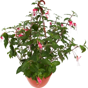 Фуксия в кашпо 21 см 82649998 STLM-2134669