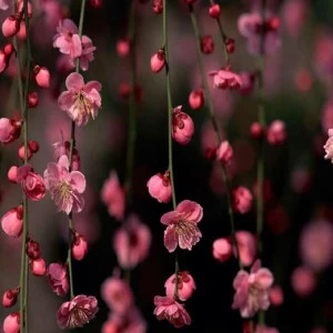 WP00471 Фотообои Verol Фотообои decoline 1х1 м