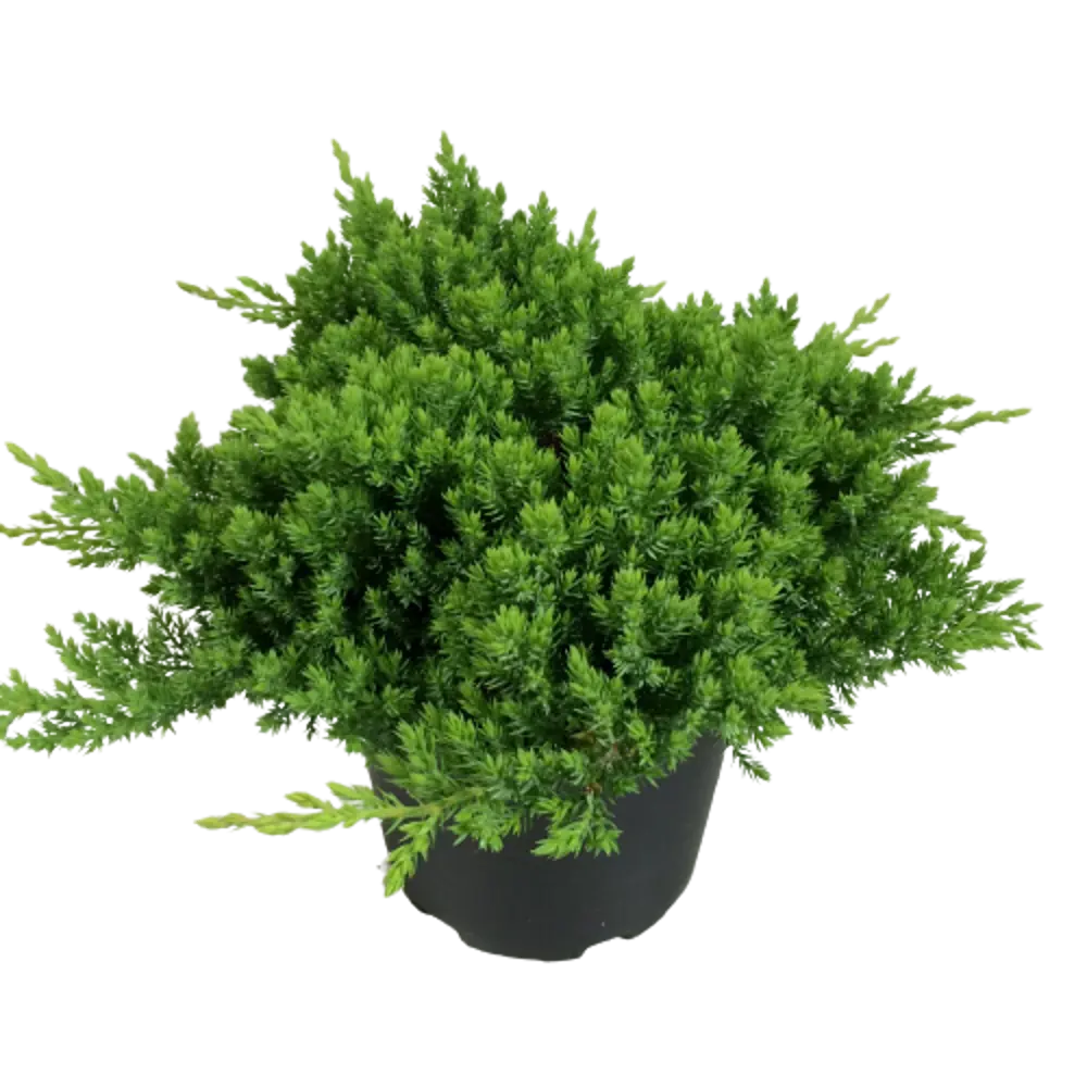 Можжевельник лежачий Нана ø15 h40 см 84834042 STLM-2055882 PLANTMARKET 