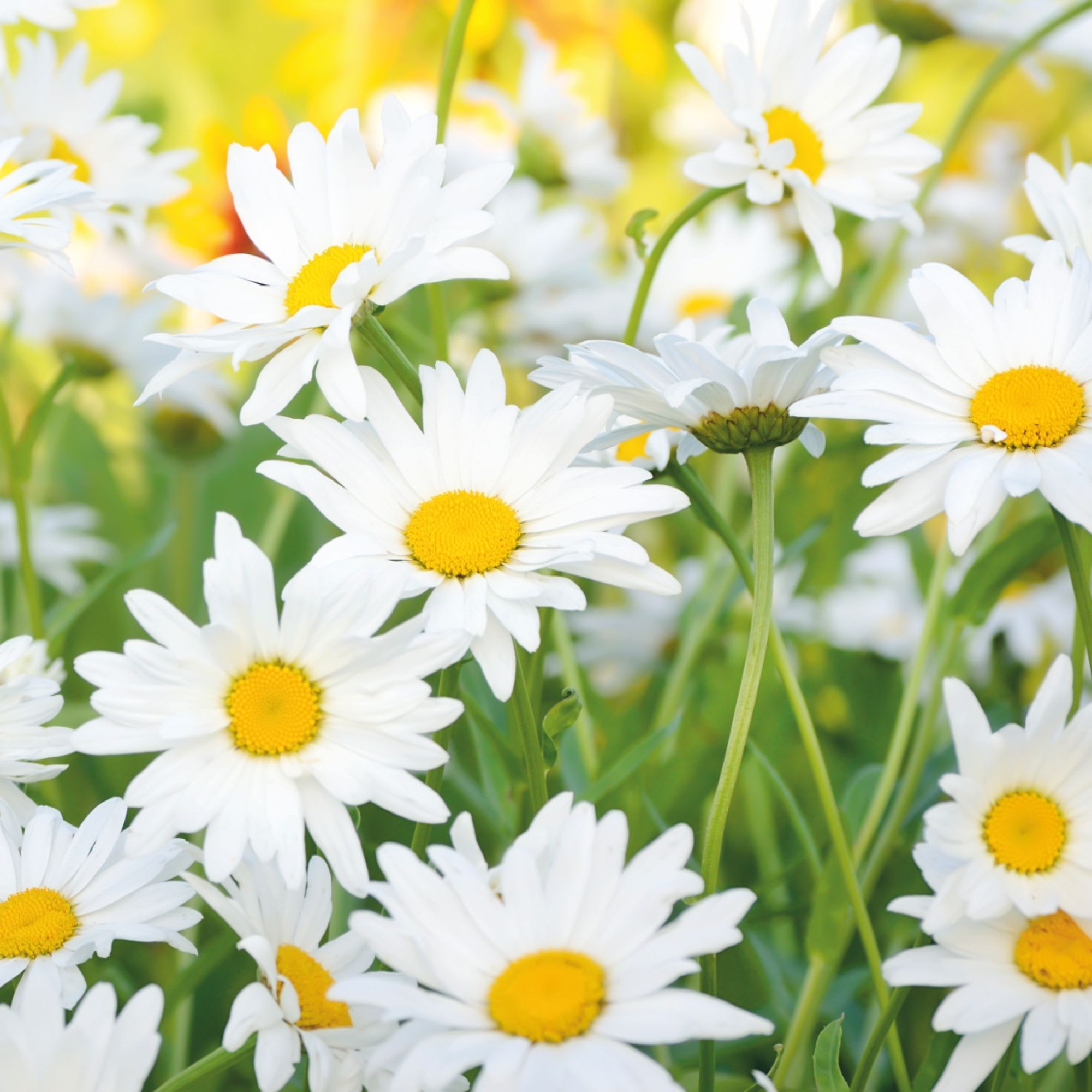 18087036 Фотообои бумажные «» 210х200 cм Ромашки Santreyd 