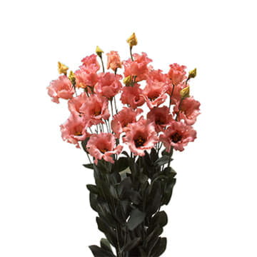 Лизиантус эн фалда салмон 70 см Santreyd 24170 - Вид №1