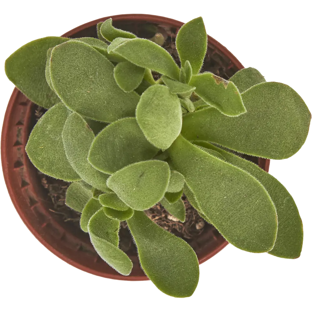 Суккулент микс 5.5x15 см 82399787 STLM-2150530 Santreyd  - Вид №1