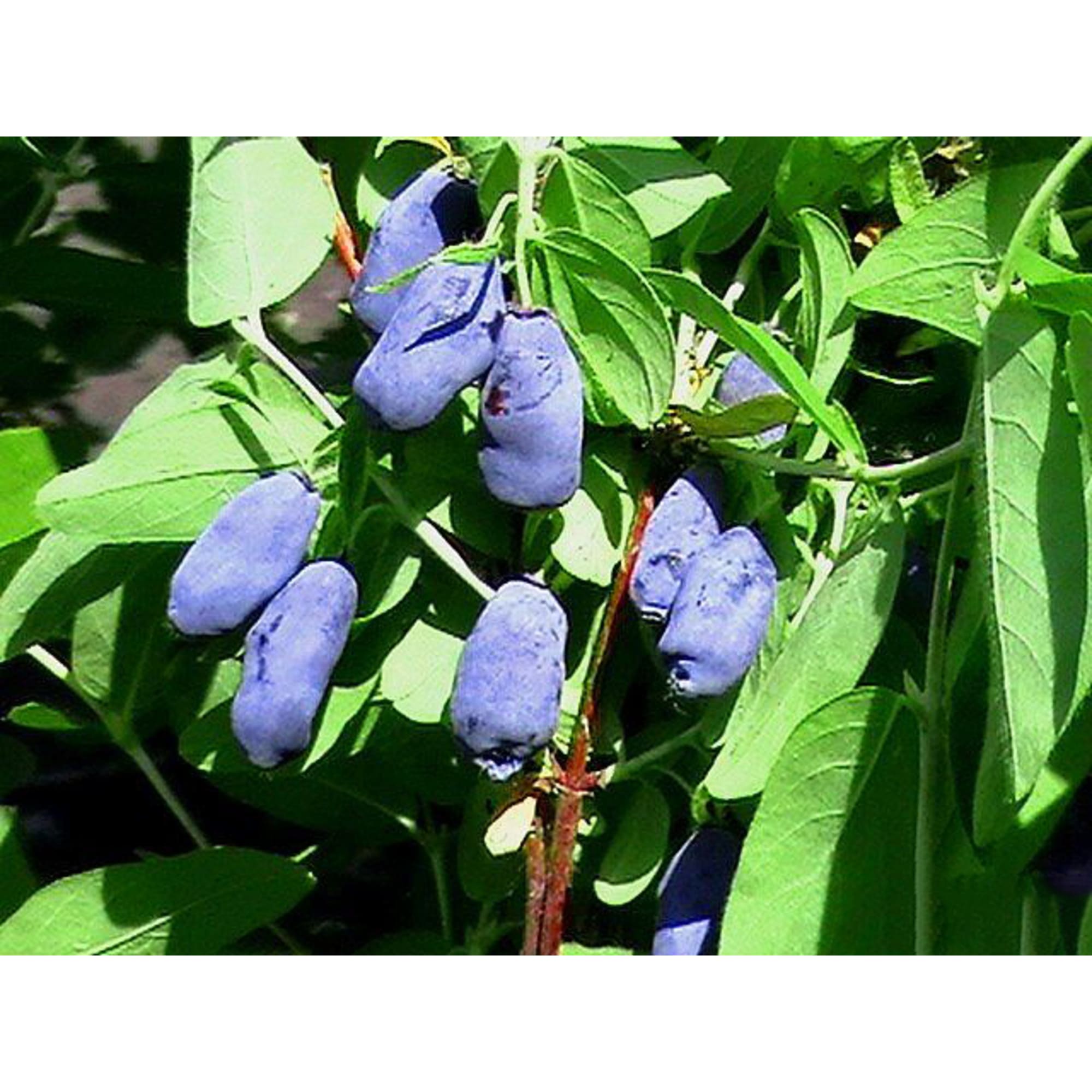 82597078 Жимолость плодовая «Изюминка» C3 высота 50 см Santreyd 