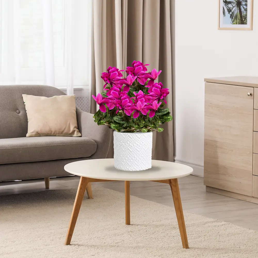 Цикламен Santreyd - изящное украшение интерьера с ярким цветением 12511916 STLM-0954565 - Вид №4