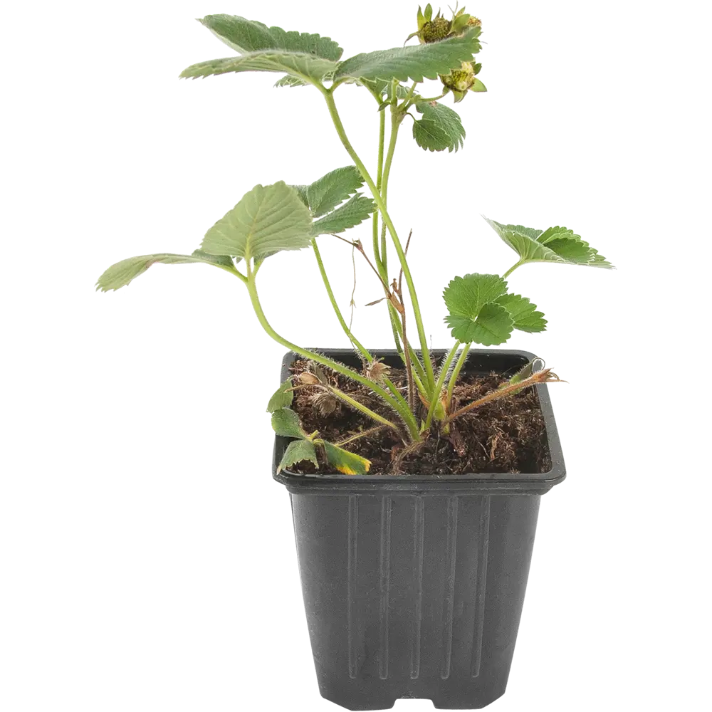 Земляника садовая «Портола» 9x15 см PLANTMARKET STLM-2119366