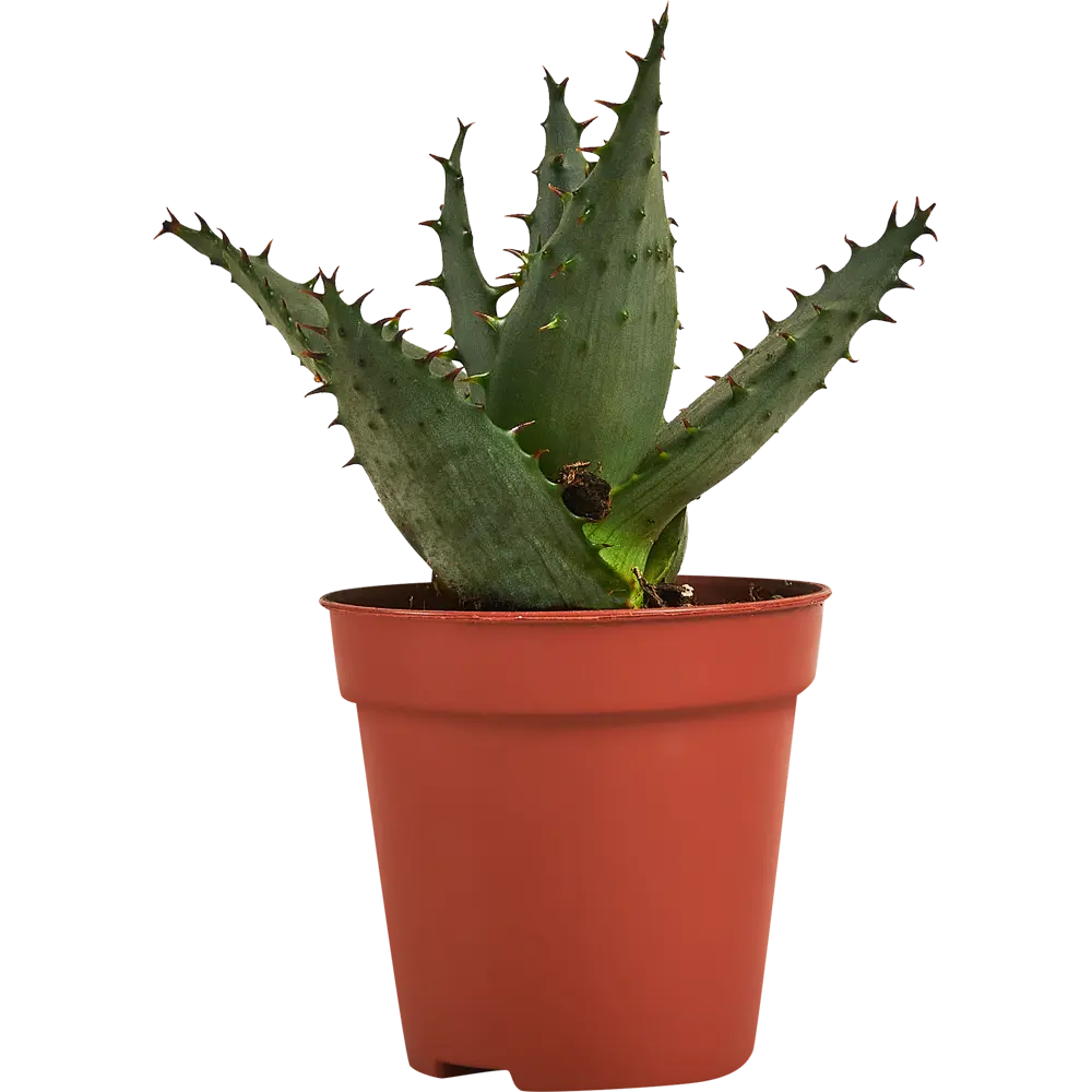 Santreyd Алоэ микс - комнатное растение с гелевыми листьями 87959893 STLM-0076403 - Вид №3