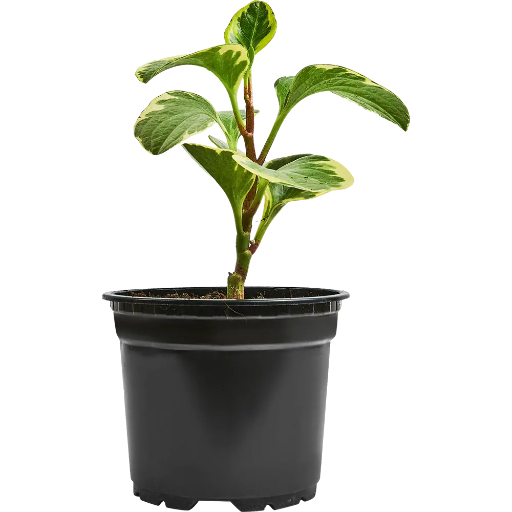 Santreyd Пеперомия Грин Голд с золотистыми листьями 89296601 STLM-0957412