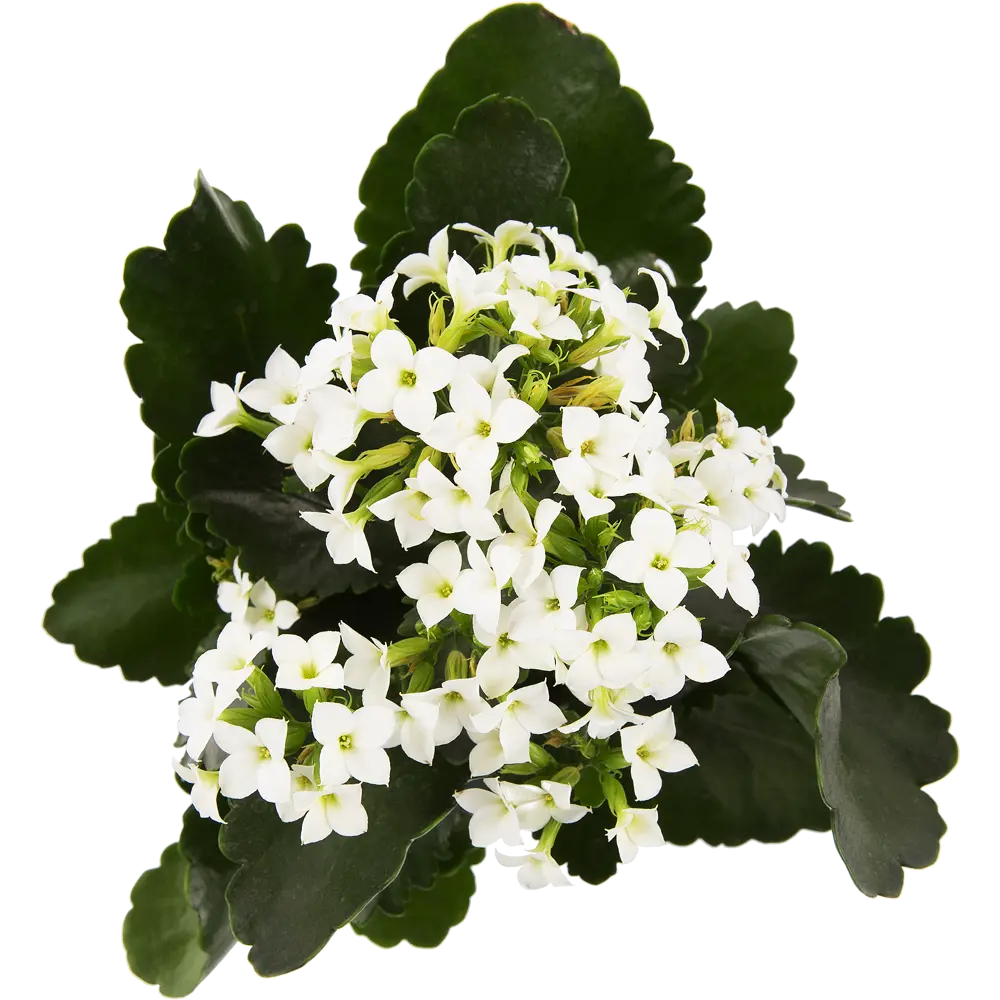 Каланхое блосфельдиана микс 11x22 см 15163304 STLM-2168823 Santreyd  - Вид №2