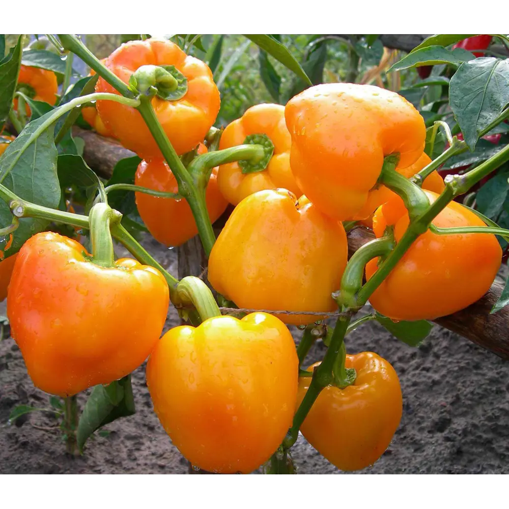 Перец 12x10 см Santreyd STLM-2147237