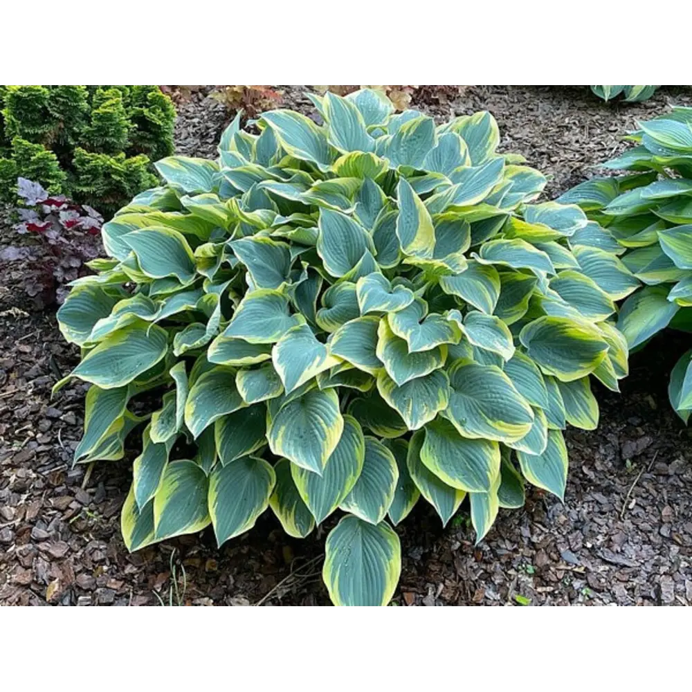 Хоста Ферст Фрост луковицы 1 Santreyd STLM-2069791