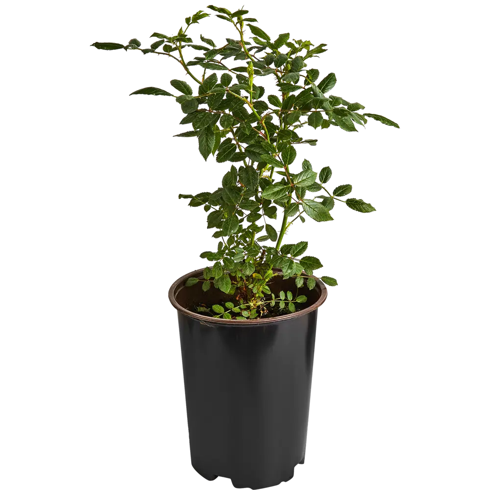 Роза Флорибунда Николо Паганини ø19 h55 см 84827509 STLM-2073460 PLANTMARKET  - Вид №1