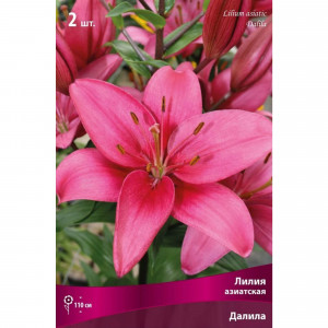 83600069 Флокс метельчатый Далила луковица I