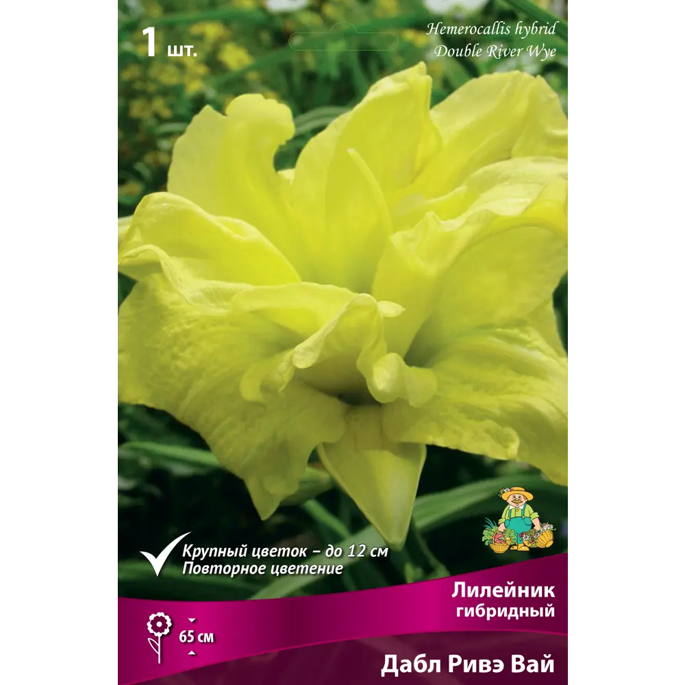Лилейник гибридный «Дабл Ривэ Вай» 82530249 STLM-2023785 Santreyd 
