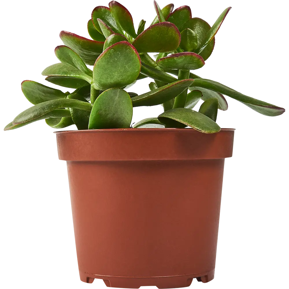 Santreyd Крассула Овата — живое украшение интерьера с мясистыми листьями 85325016 STLM-0061566 - Вид №1