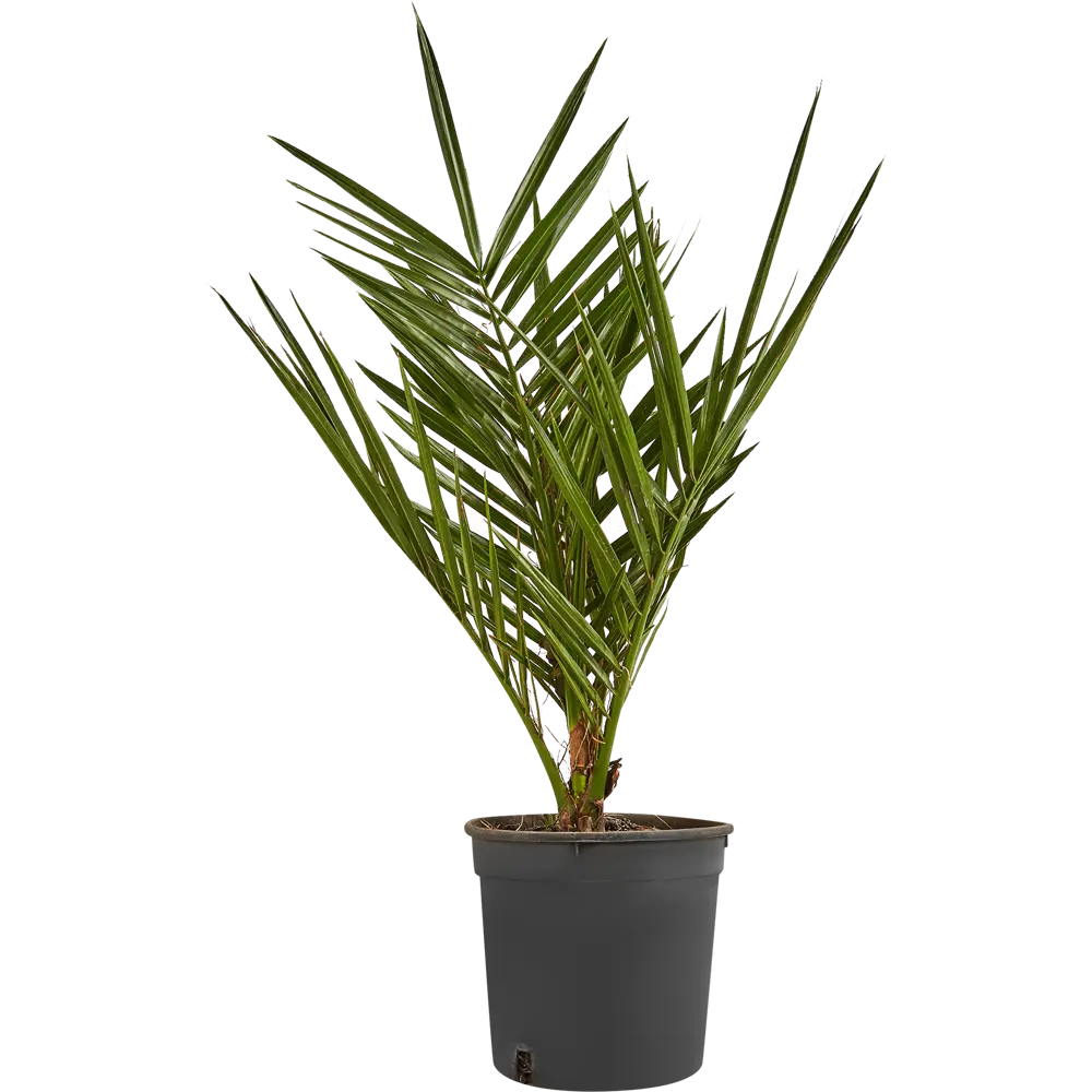 Финик Канарский от Santreyd — элегантная пальма для вашего интерьера 87620881 STLM-0074565