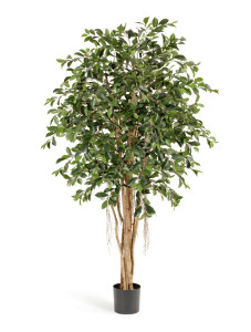 10.32907N Фикус Ретуса Цветочная коллекция