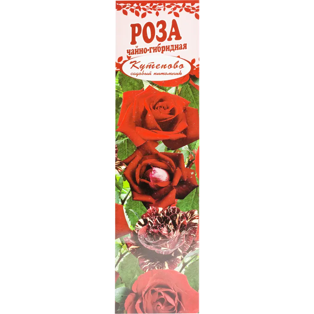 Роза чайно-гибридная «Чёрная магия» в коробке 82155323 STLM-2198512 Santreyd 
