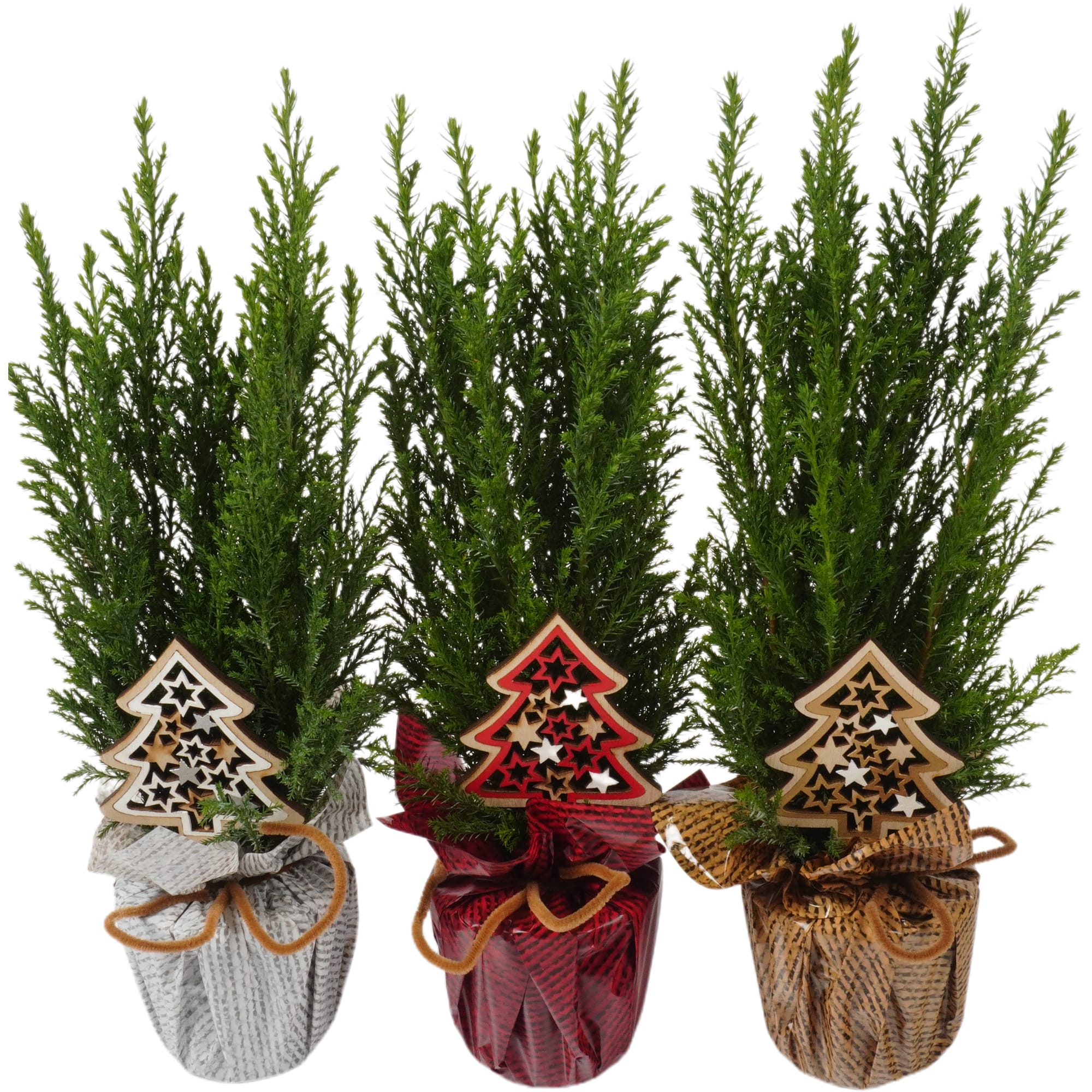 13874081 Кипарисовик «Элвуди», декоративный, 9х35 см Santreyd 