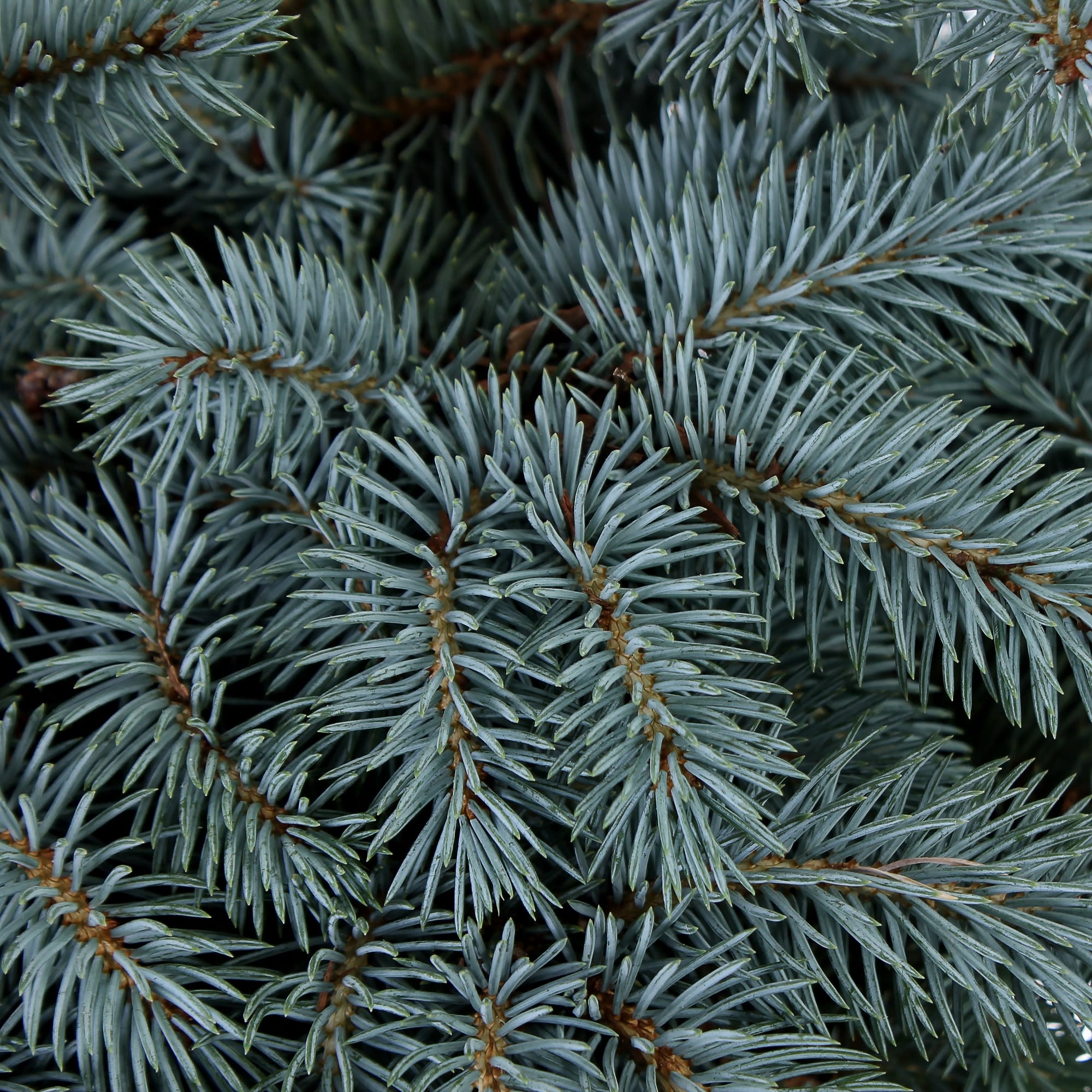 81959273 Ель колючая «Глаука Глобоза» d25/40-50 Santreyd  - Вид №1