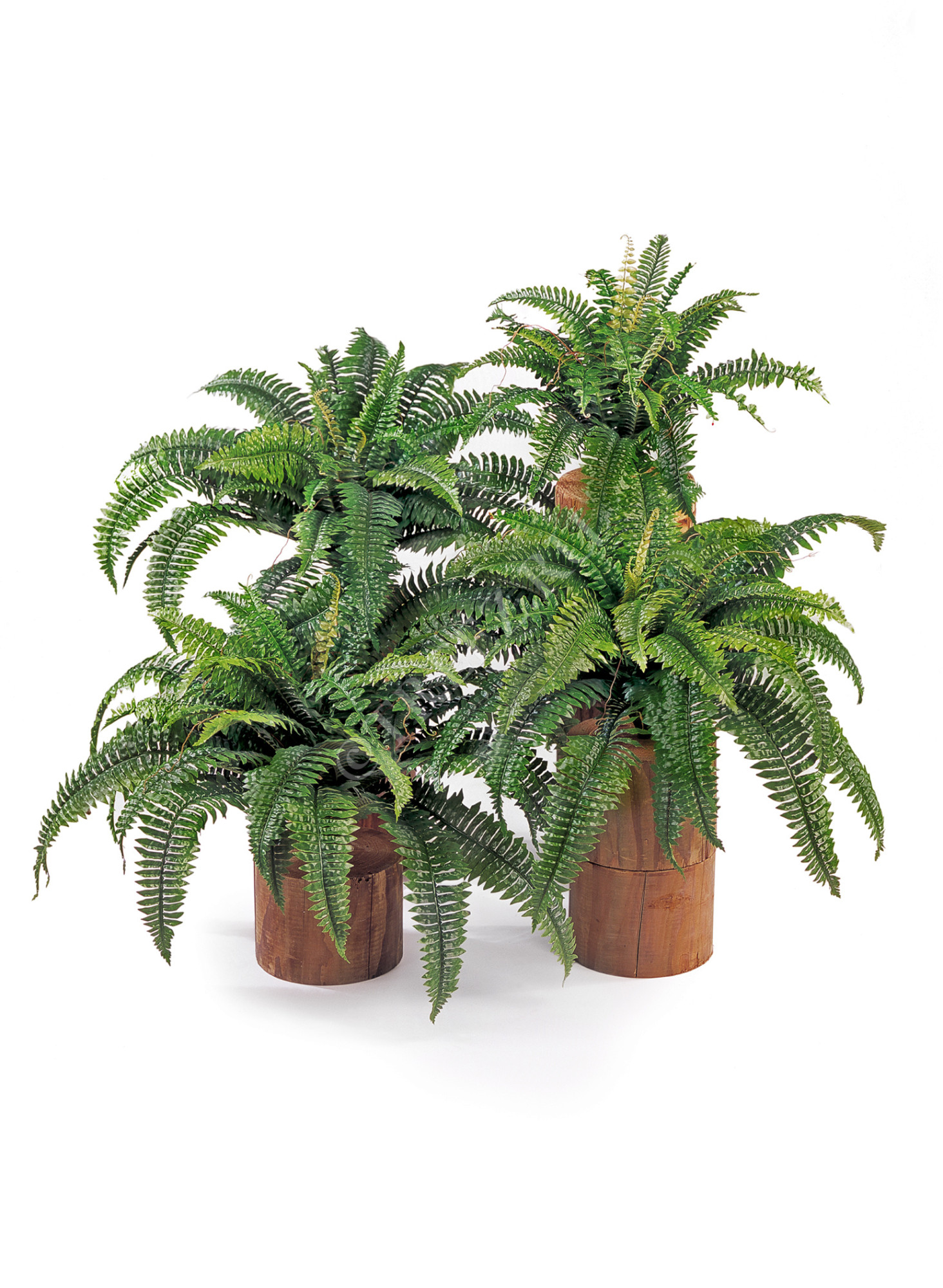 20.1322N Папоротник Бостон Цветочная коллекция 