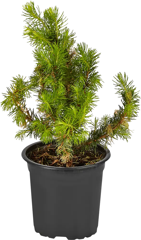 Santreyd Ель канадская Дезис Уайт - декоративная хвойная композиция 87718622