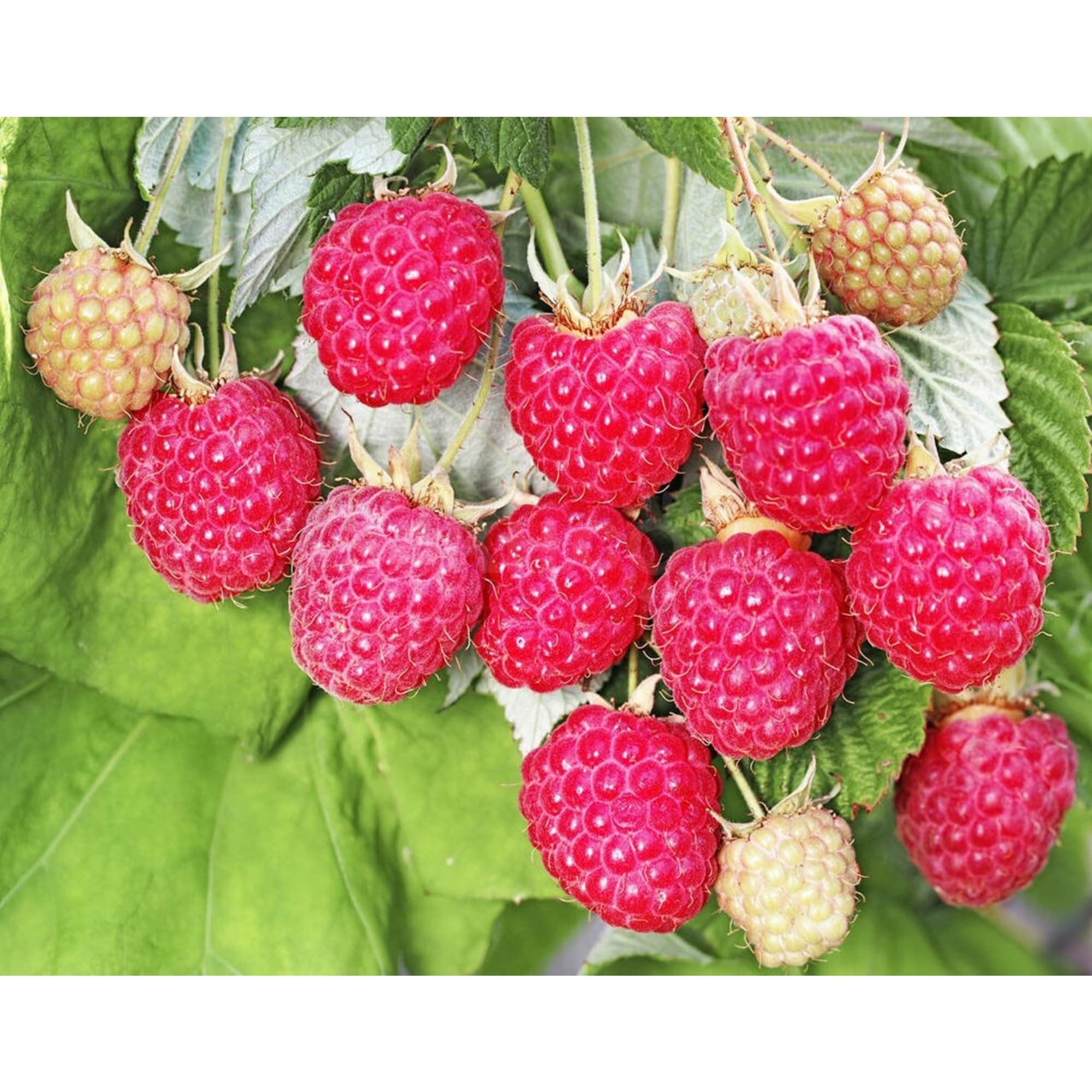 83248557 Малина ø17 h80 см Santreyd  - Вид №1