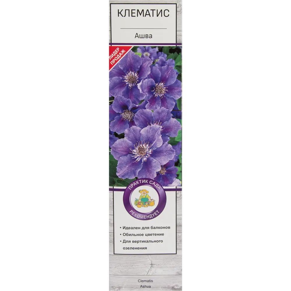 Клематис Ашва в тубе Поиск Инвест 81951241 STLM-2205834 Santreyd 
