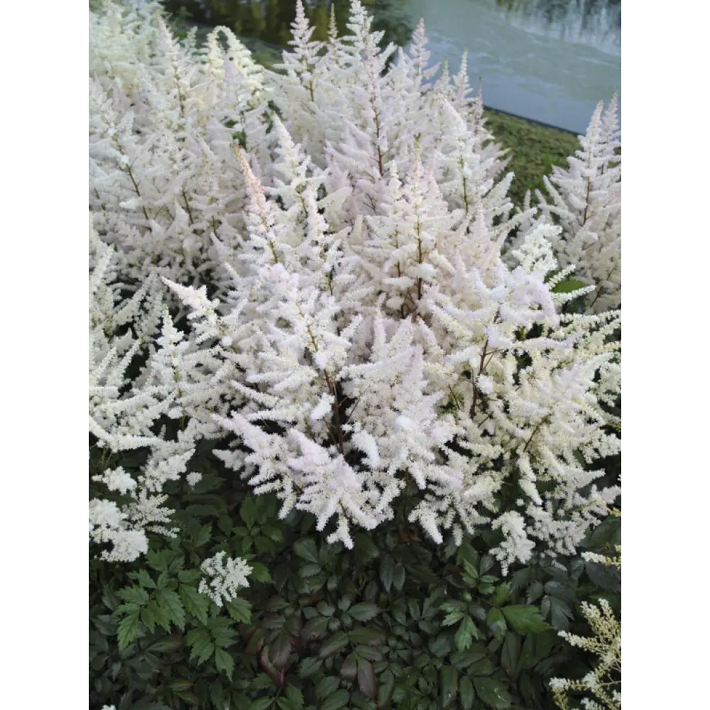 Астильба Арендса Бумальда ø15 h40 см PLANTMARKET STLM-2063468