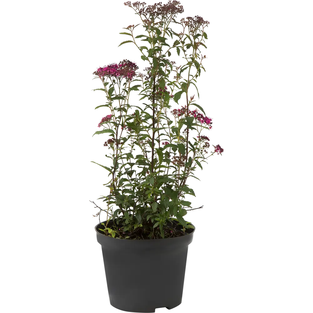 Спирея японская «Энтони Уотерер» C3 20-40 см 82356733 STLM-2133499 PLANTMARKET 