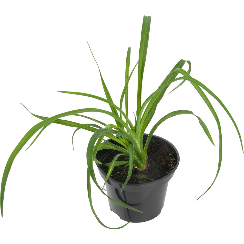 Лилейник «Бананза» 15x45 см 82625238 STLM-2200211 PLANTMARKET 