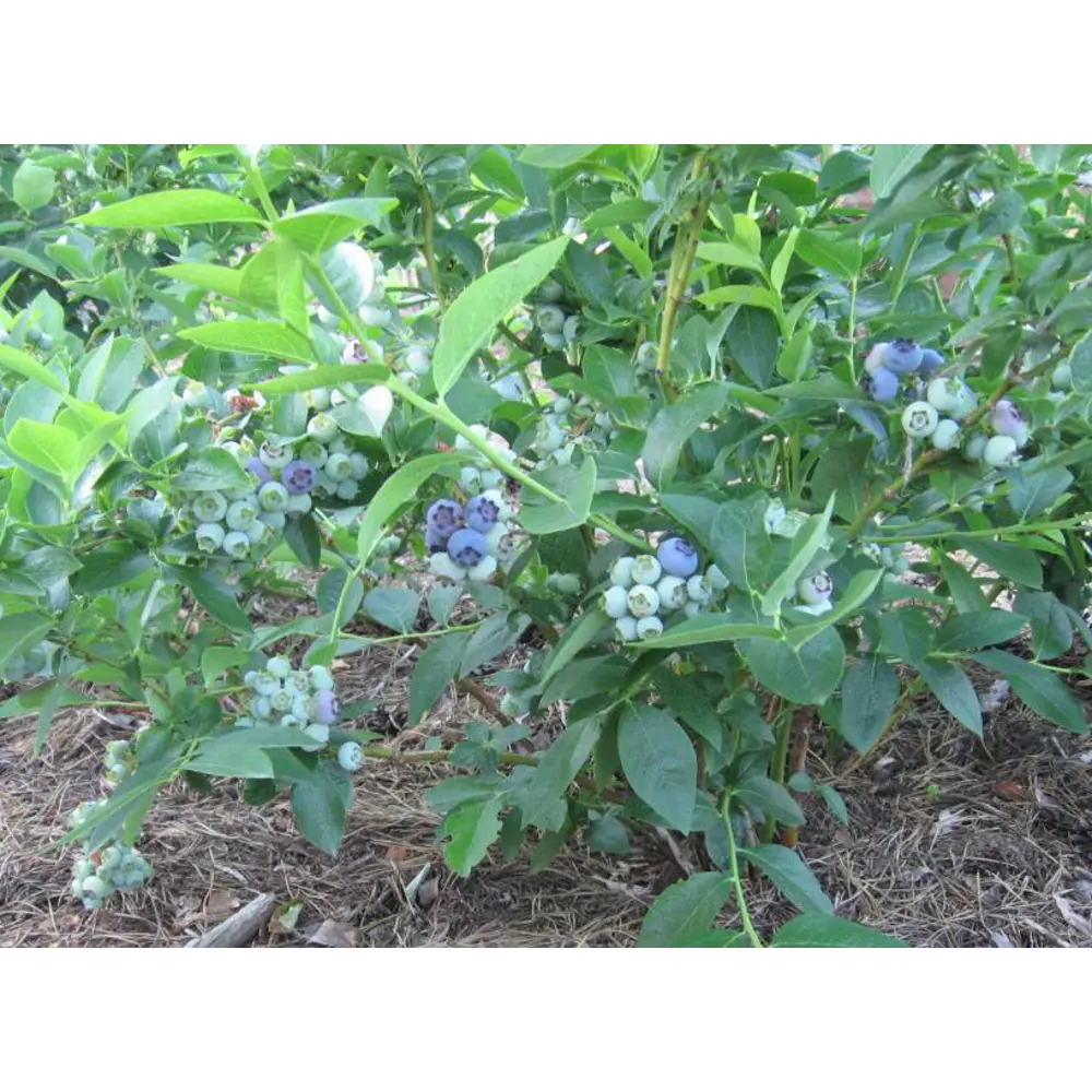 Голубика садовая Блюджей ø9 h20 см PLANTMARKET STLM-2170823