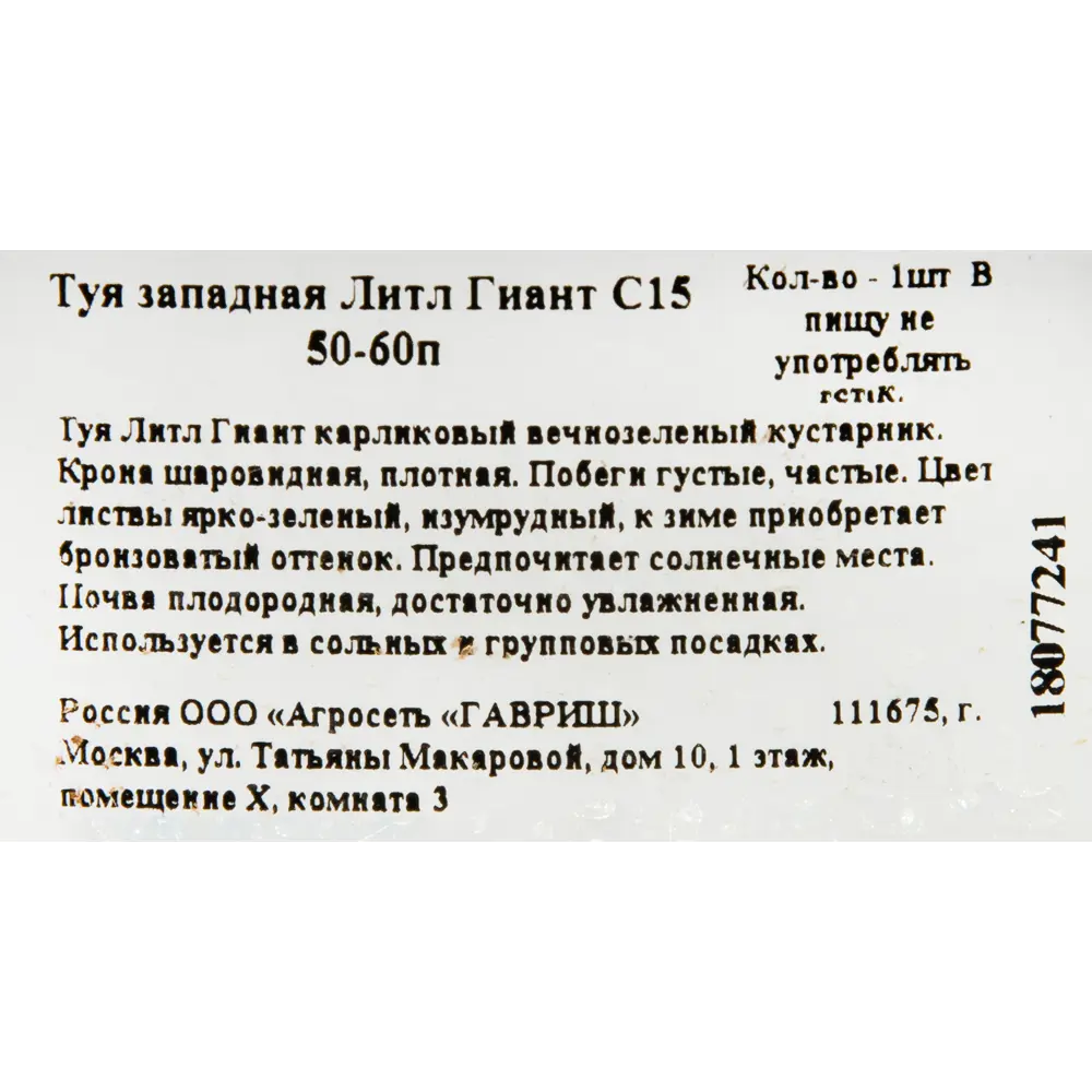 Туя «Литл Гиант», западная 18077241 STLM-2154708 Santreyd  - Вид №1