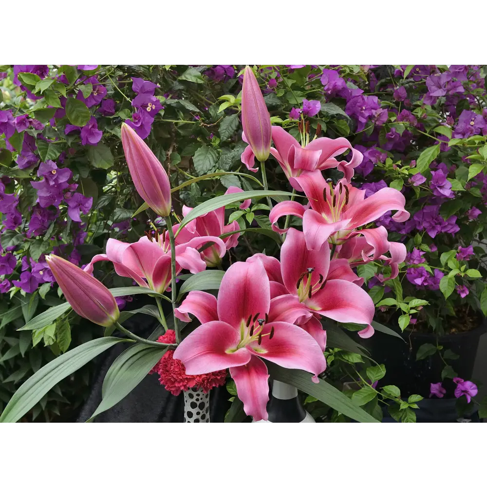 Лилия ОТ-гибрид Аламоса 5 шт. 83628521 STLM-2094425 BOTANIC COLLECTION 