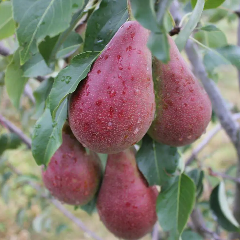 Груша Брянская красавица пакет PLANTMARKET STLM-2201723