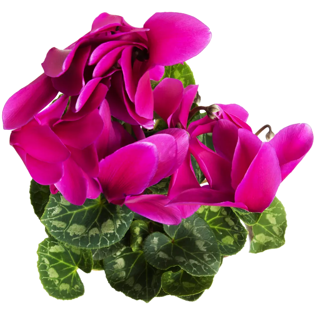 Цикламен Santreyd - изящное украшение интерьера с ярким цветением 12511916 STLM-0954565 - Вид №1